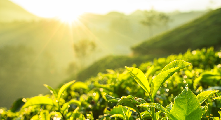 çay tarımı projesi