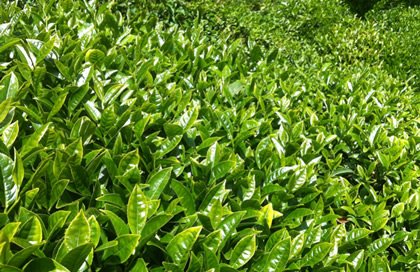 ÇAY NASIL YETİŞTİRİLİR?